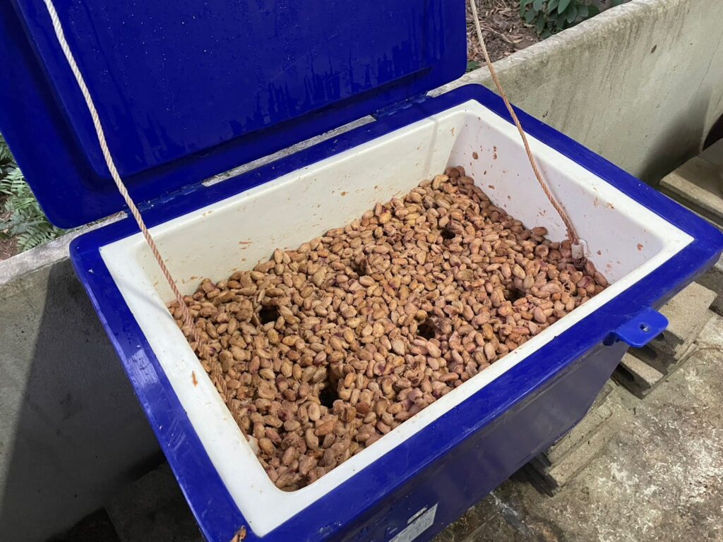 発酵中のカカオ豆