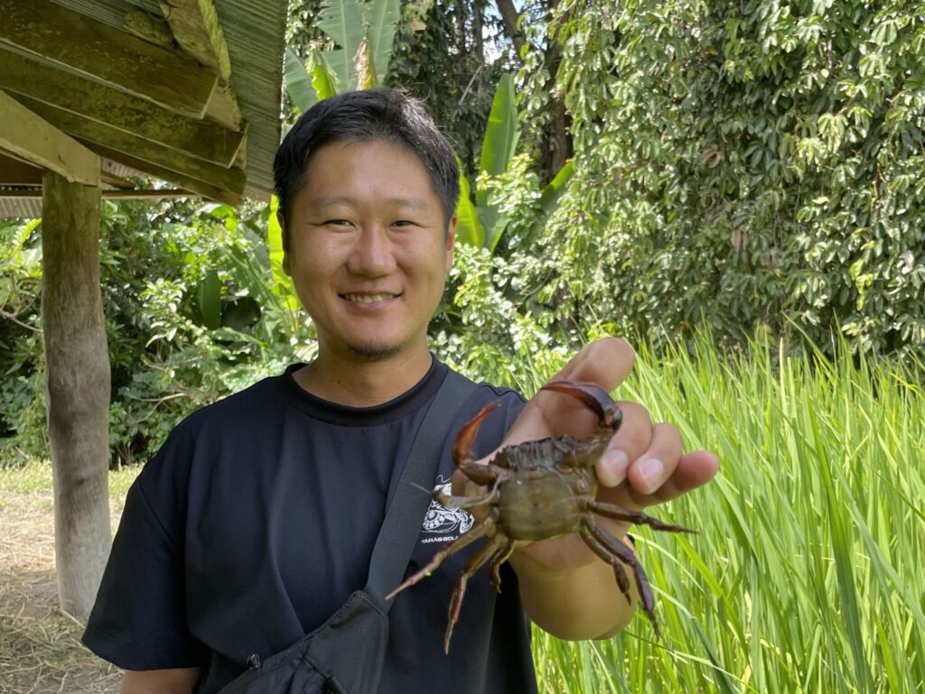 田んぼのカニ