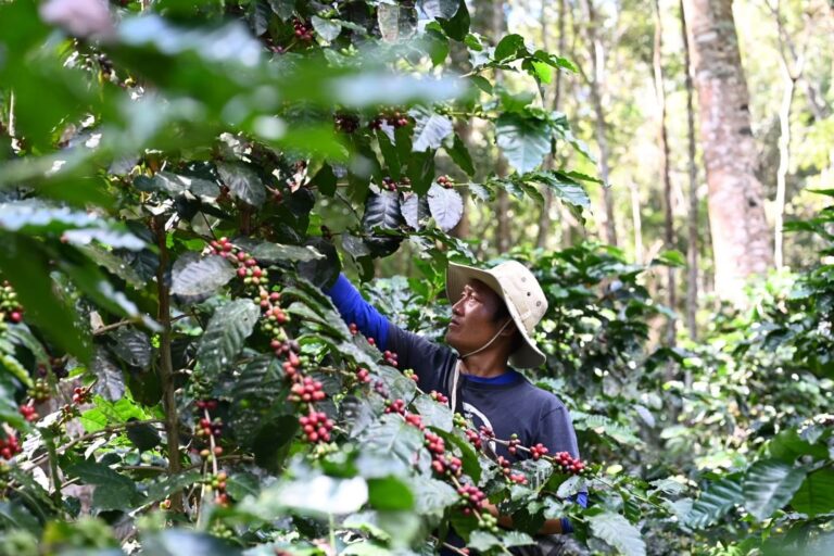 【タイ・チェンマイ】カレン族村でのコーヒー農園ツアー