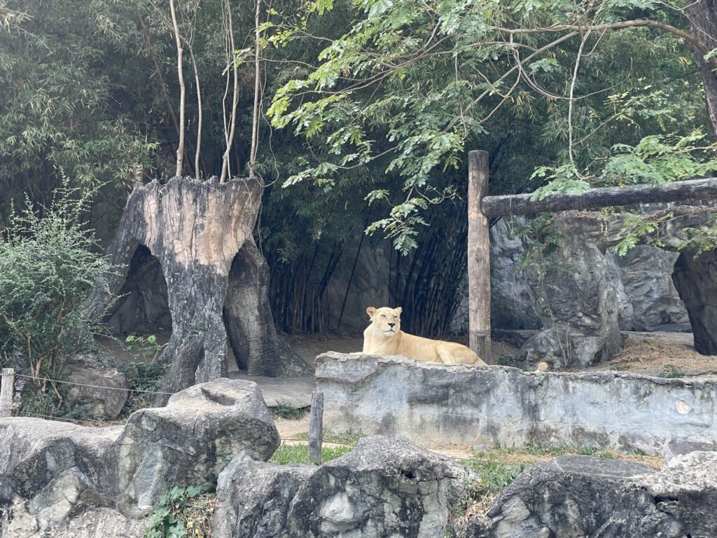 ライオン