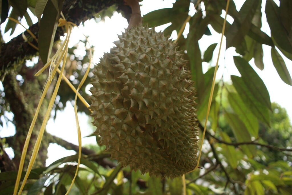 Durian