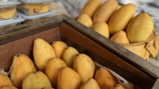 mango
