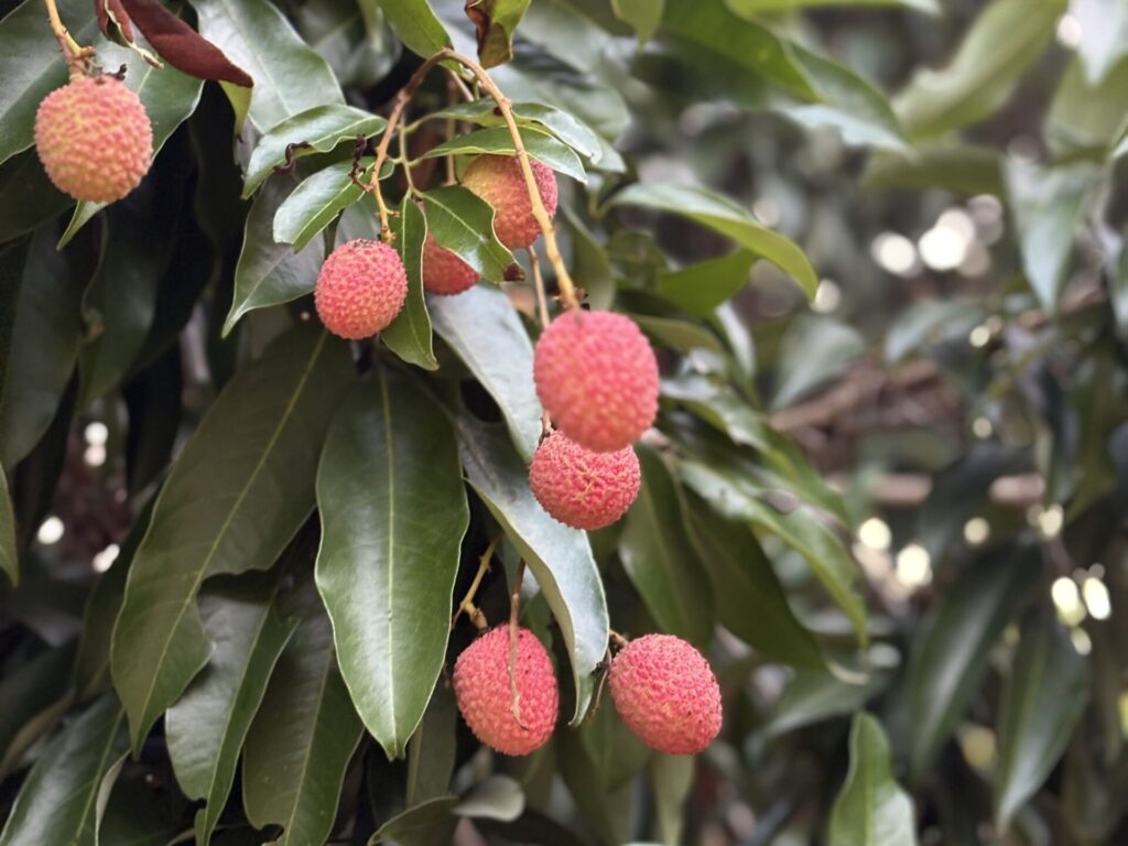 ライチ