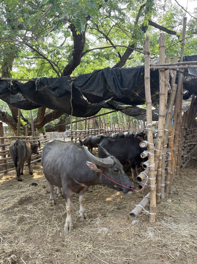 water buffalo