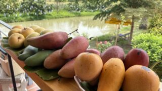 mango