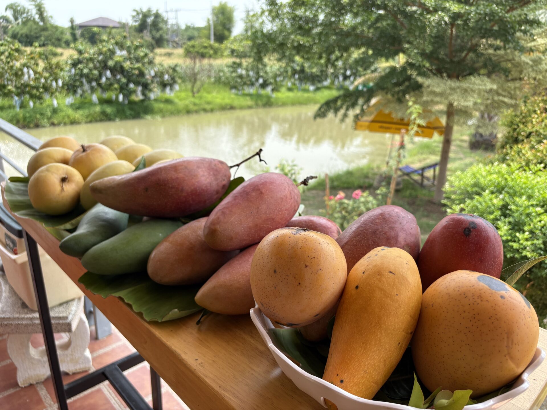 マンゴー好き必見！タイの農園で味わう感動のマンゴーツアー