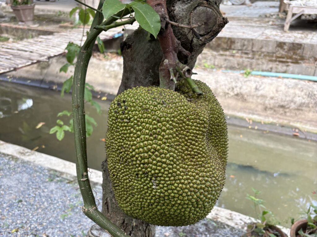 jackfruit
