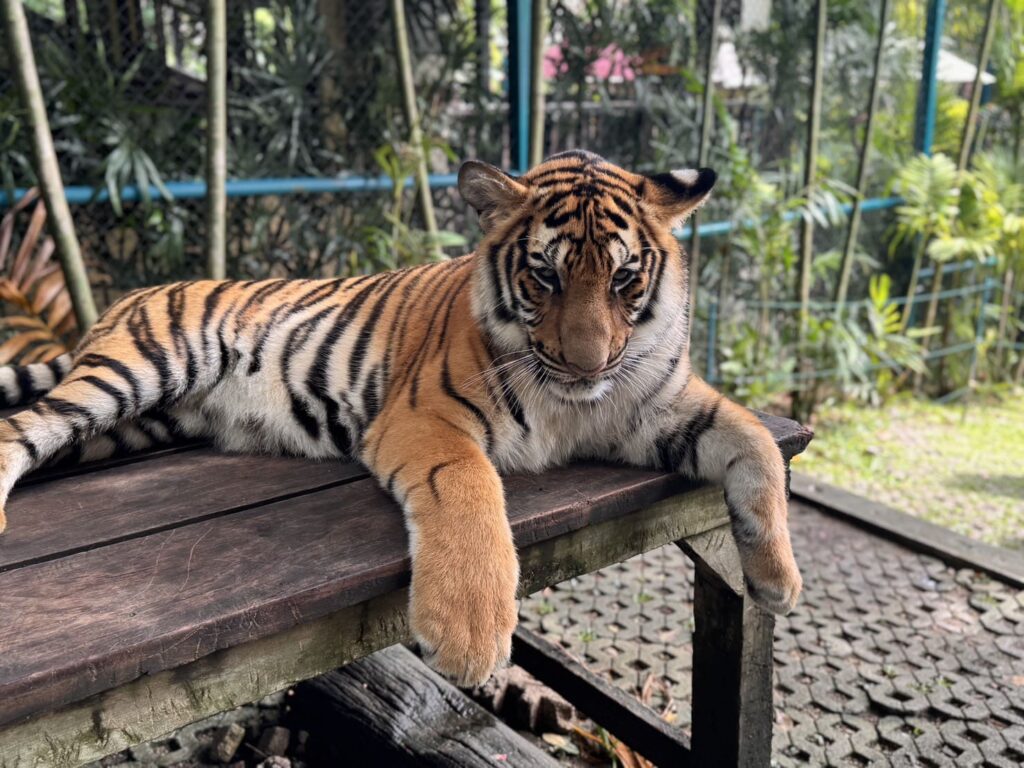 タイガーキングダム