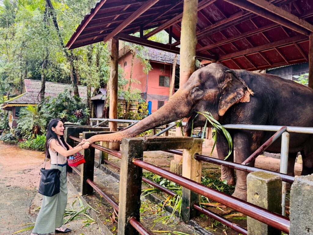 Maesa Elephant Camp