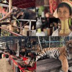 ゾウ＋首長族＋タイガーキングダム