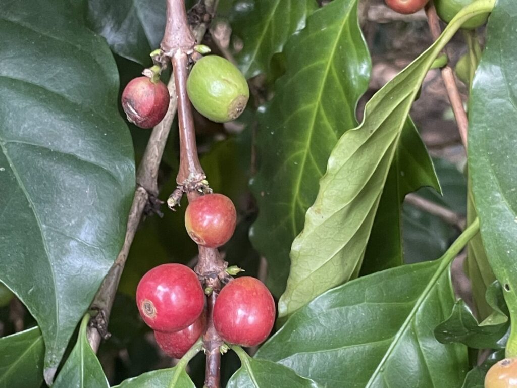 熟したコーヒー豆
