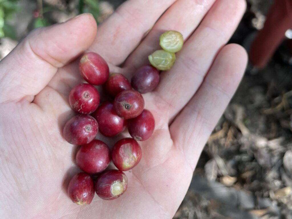 coffee beans