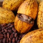 cacao